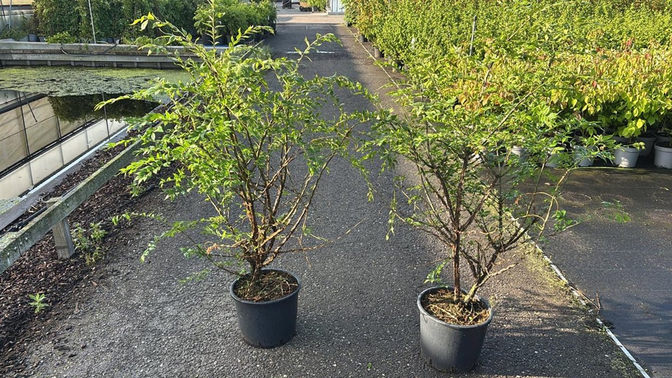 Euonymus alatus - C15 100-125 CM